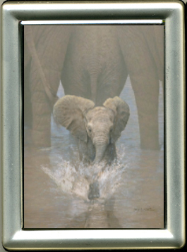 "Just A Nominal Charge" Baby Elephant