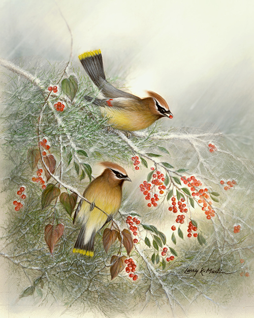 Cedar Waxwings